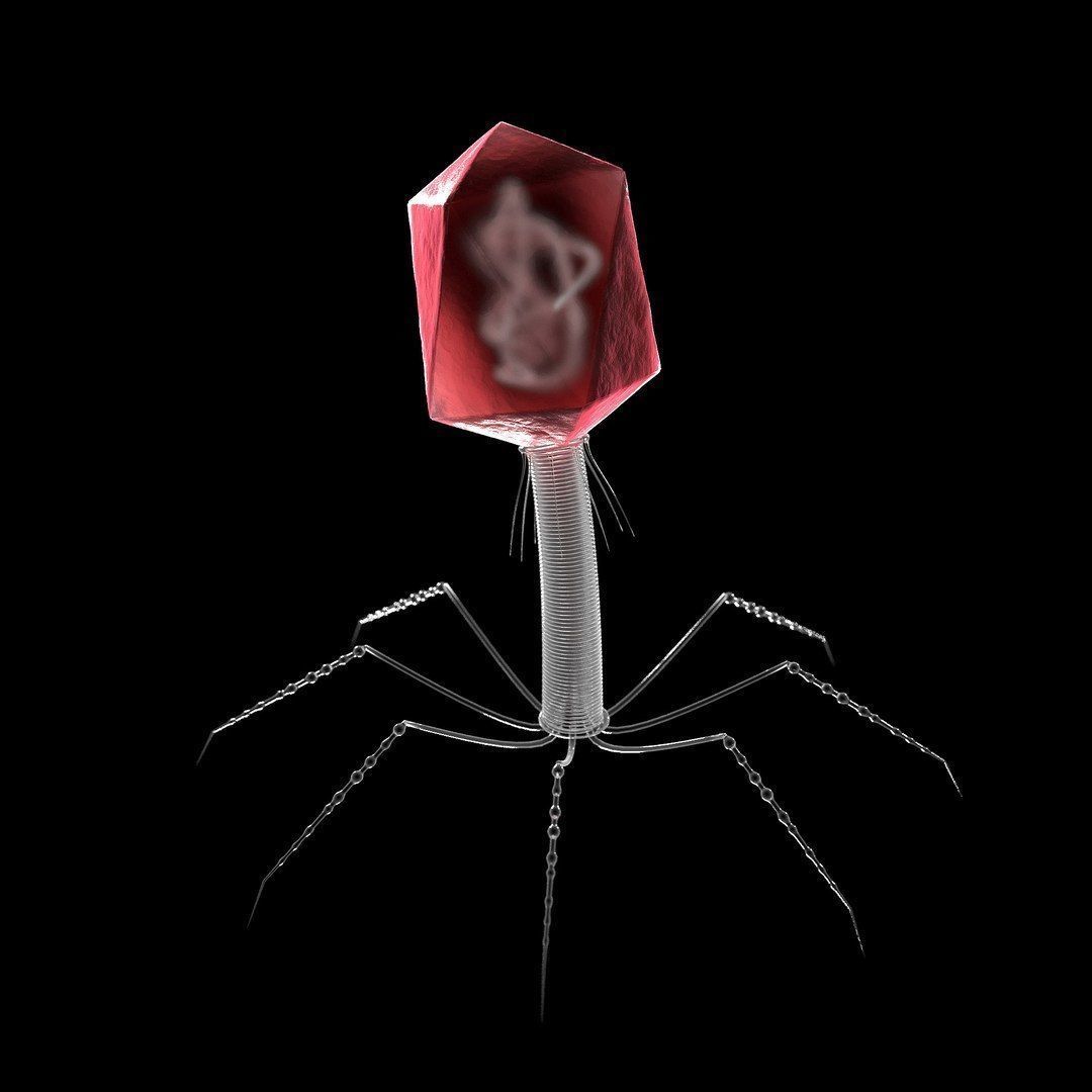 T4 - Bacteriophage 3D 3D model_7