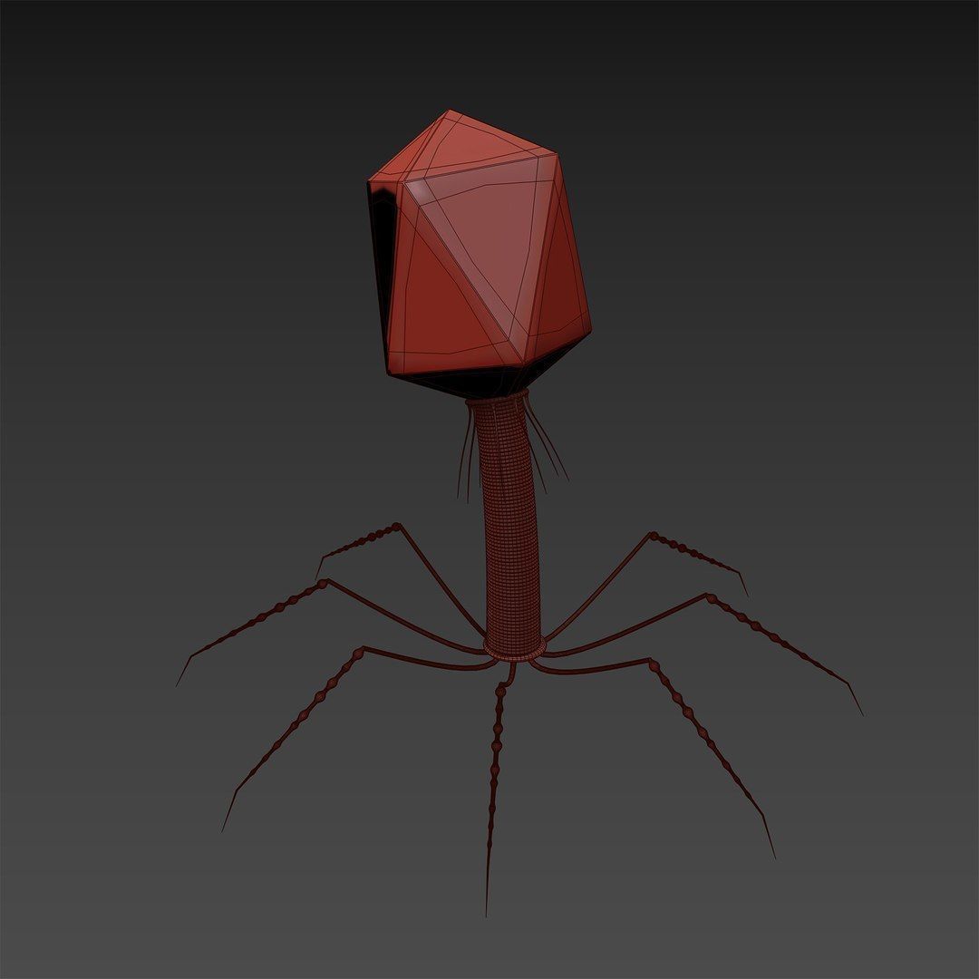 T4 - Bacteriophage 3D 3D model_10