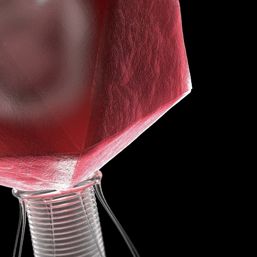 T4 - Bacteriophage 3D 3D model_9