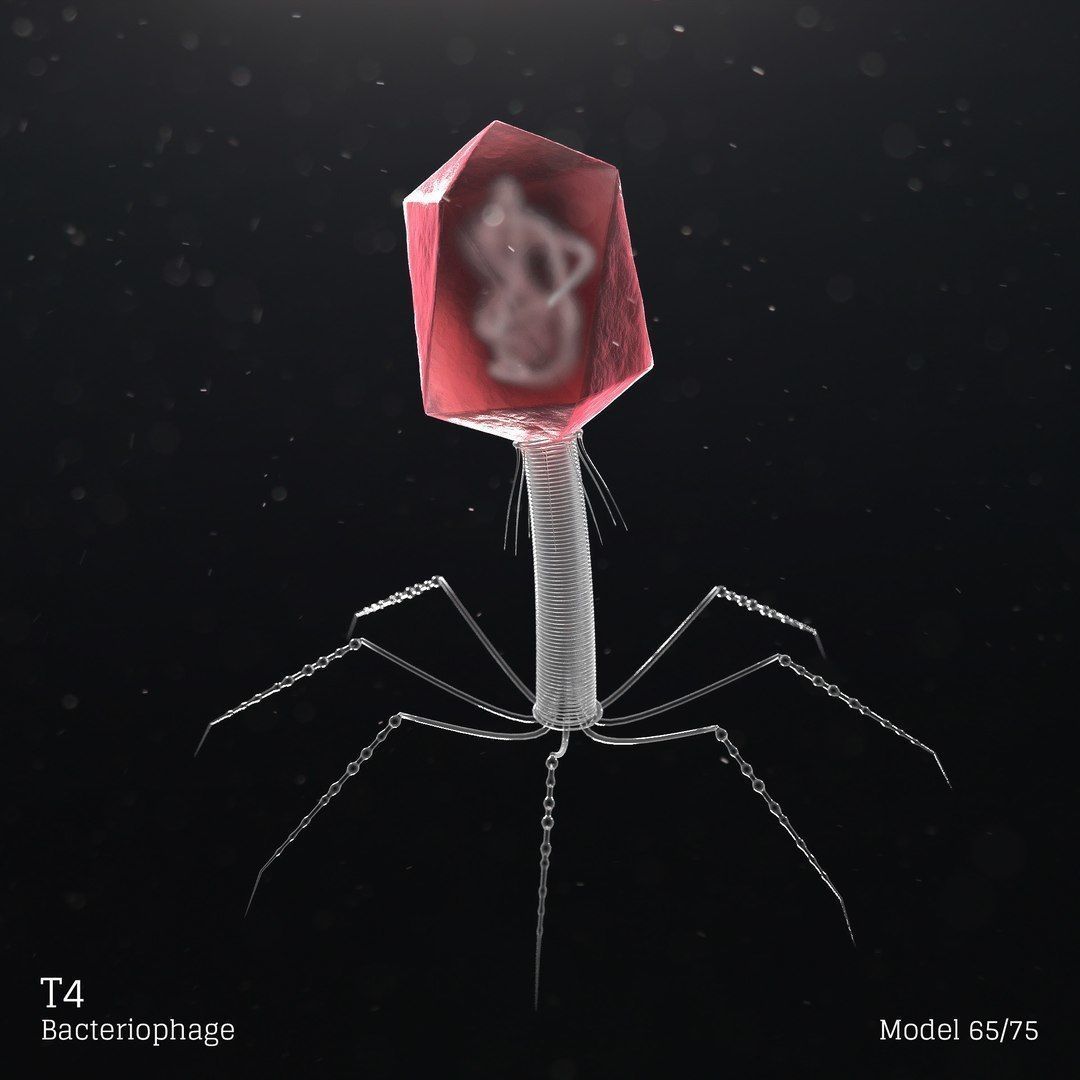 T4 - Bacteriophage 3D 3D model_4