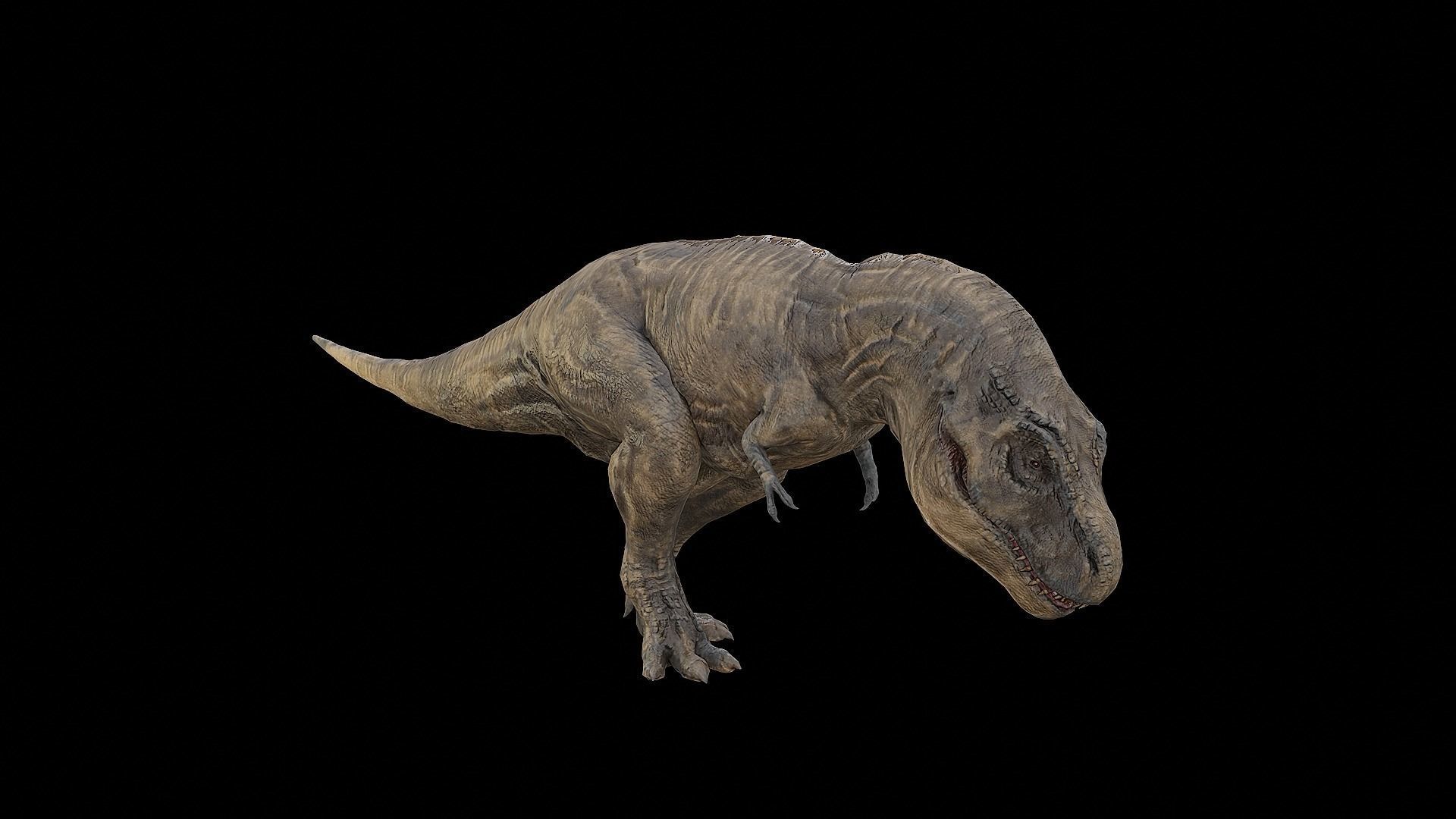 Tyrannosaurus - T-rex Dinosaur Low-poly 3D model_6