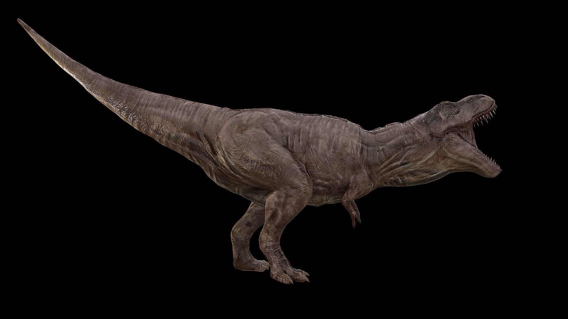 Tyrannosaurus - T-rex Dinosaur Low-poly 3D model_33