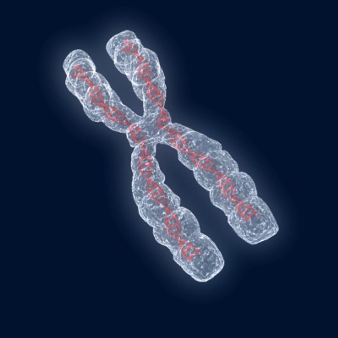 Chromosome 3D model 3D model_1