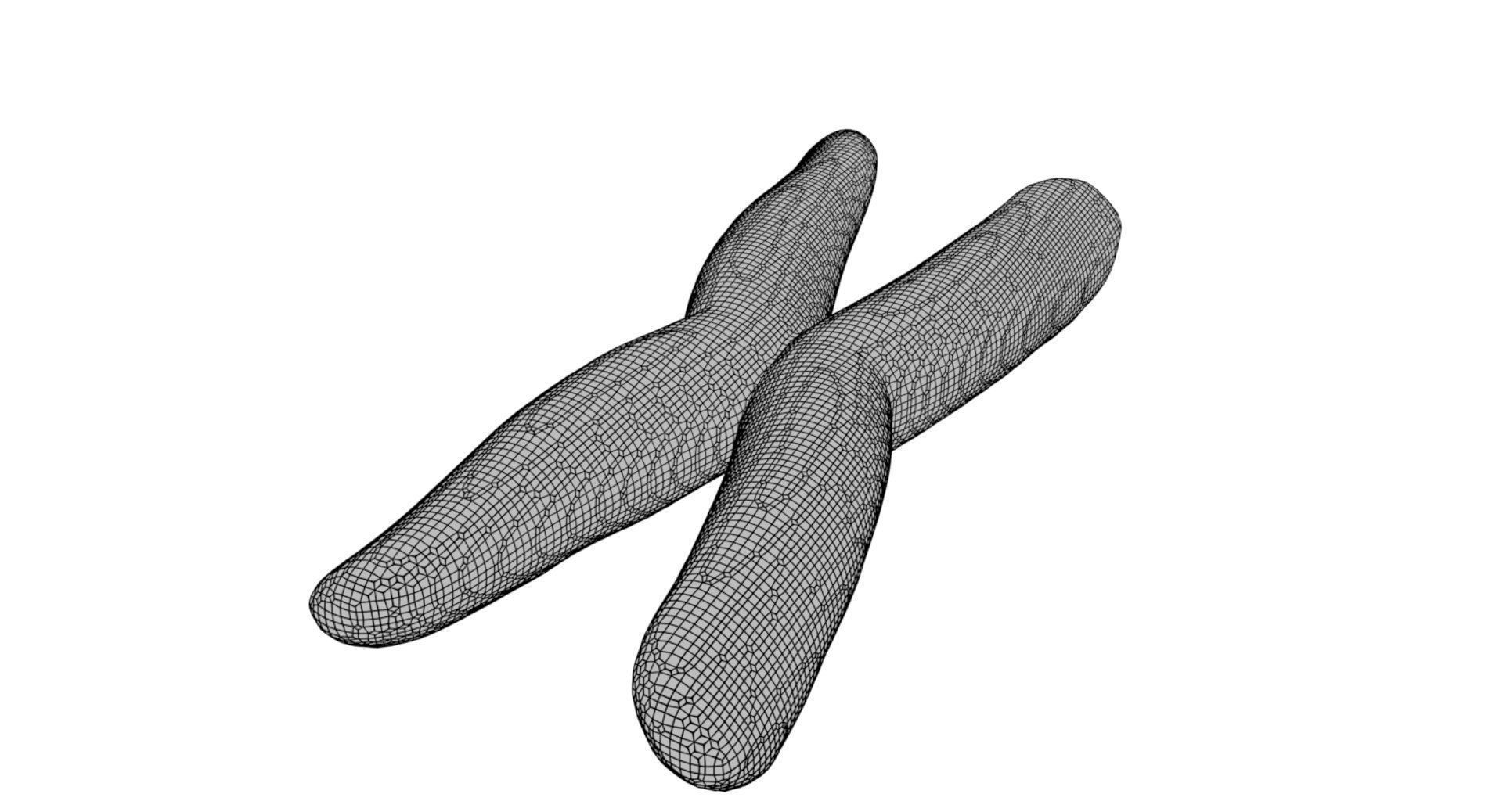 Chromosome 3D model 3D model_13