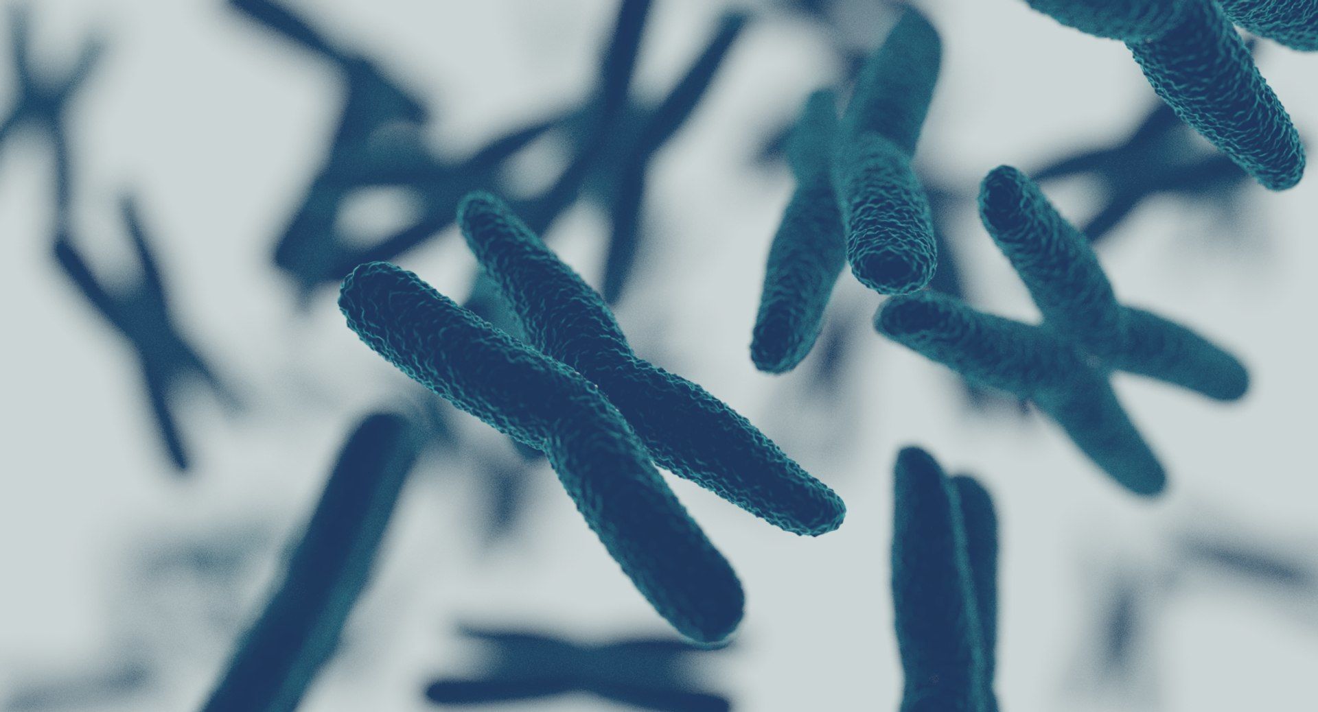 Chromosome 3D model 3D model_6