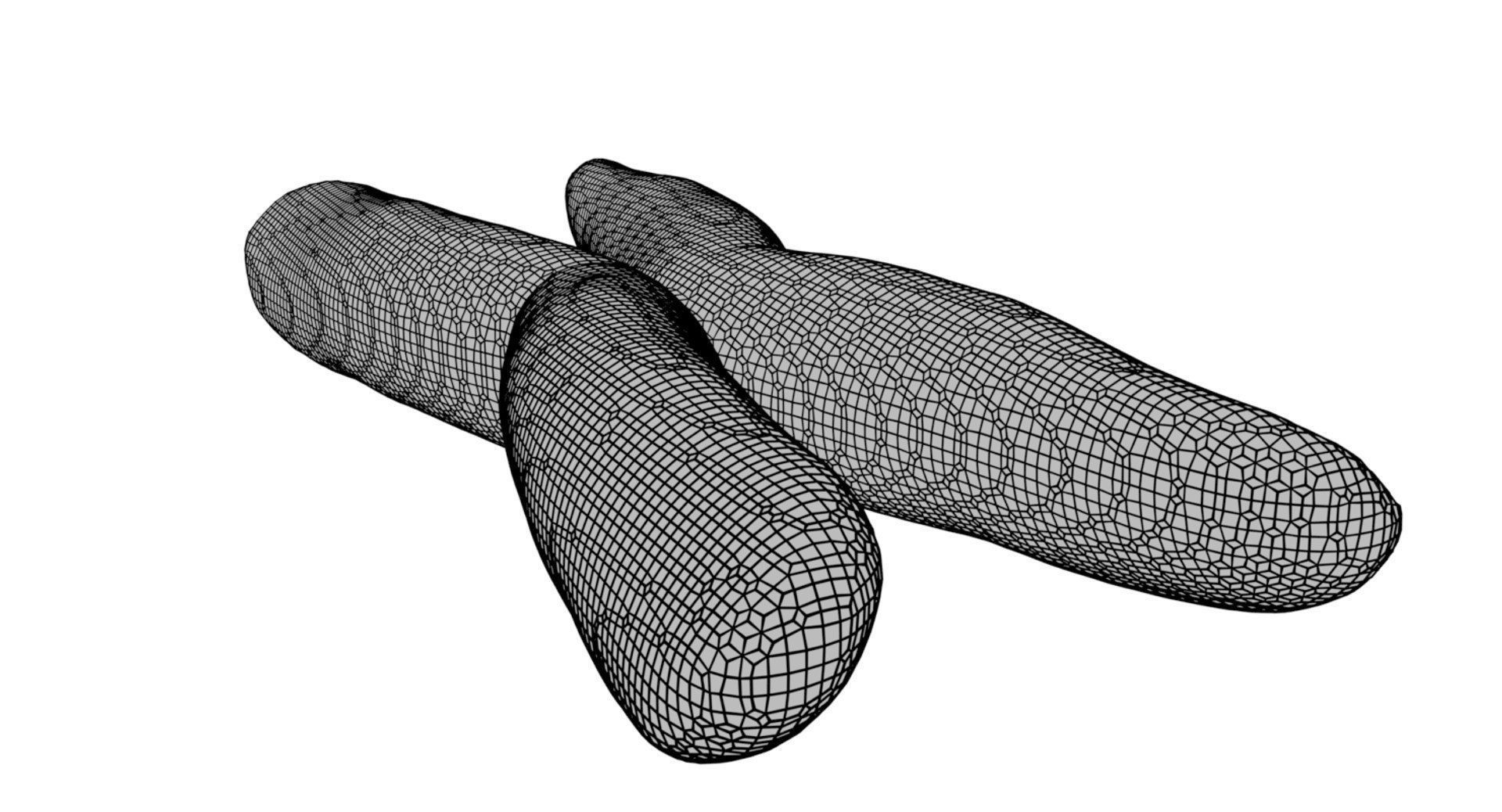 Chromosome 3D model 3D model_15