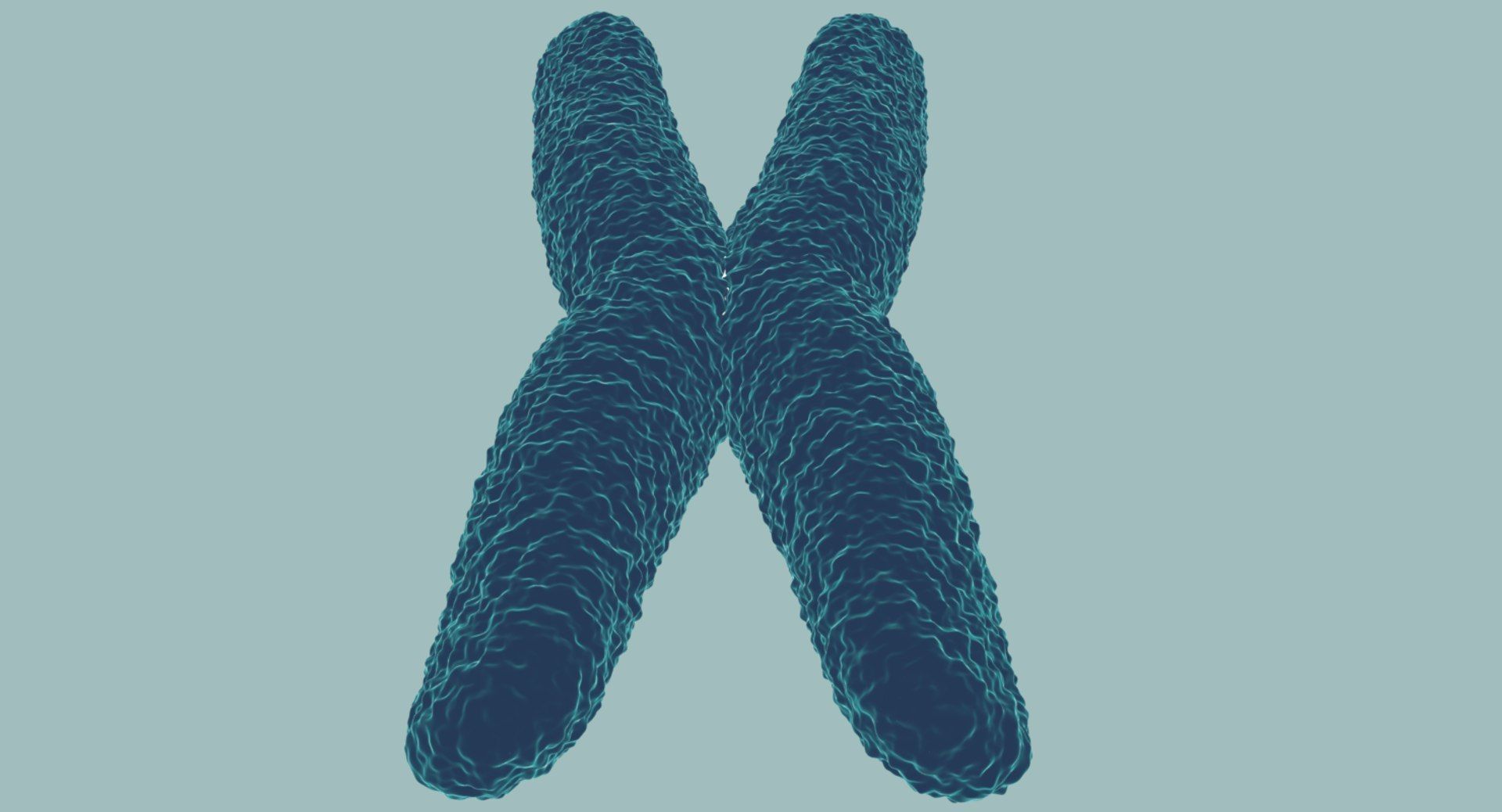Chromosome 3D model 3D model_8