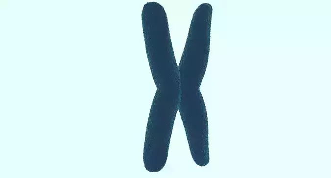 Chromosome 3D model 3D model