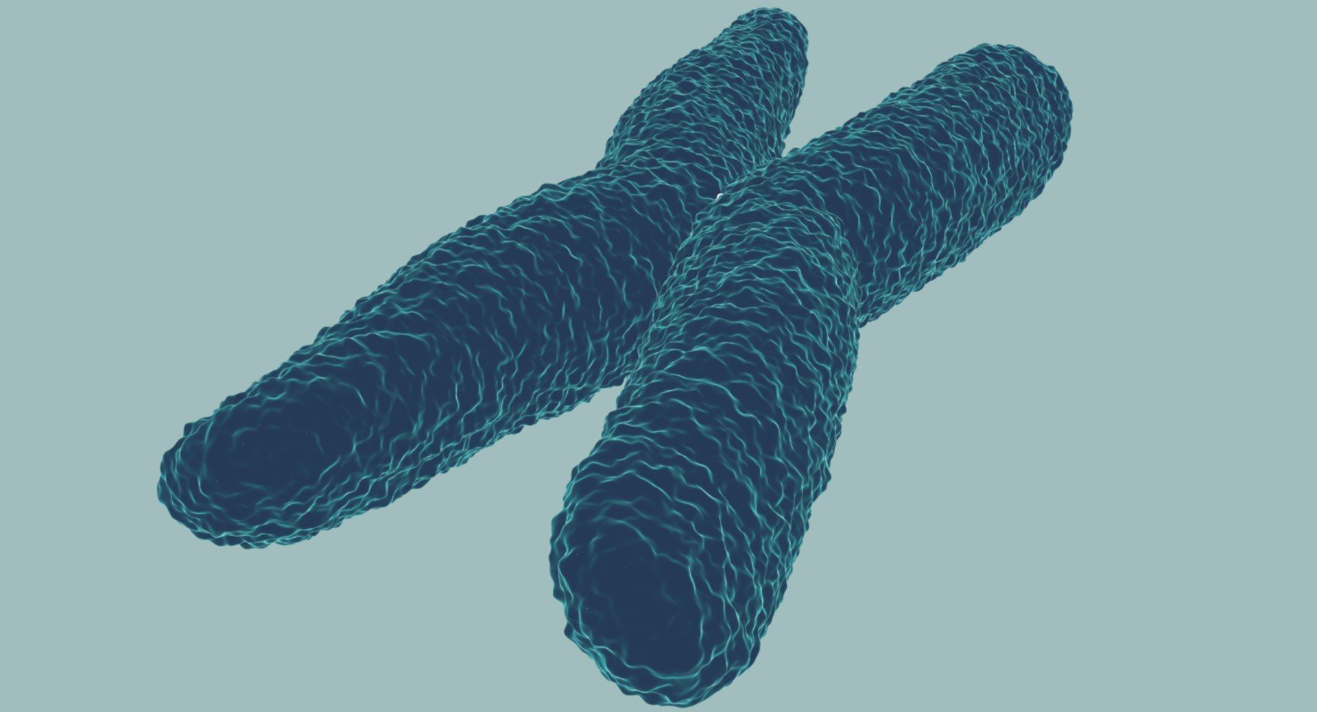 Chromosome 3D model 3D model_7