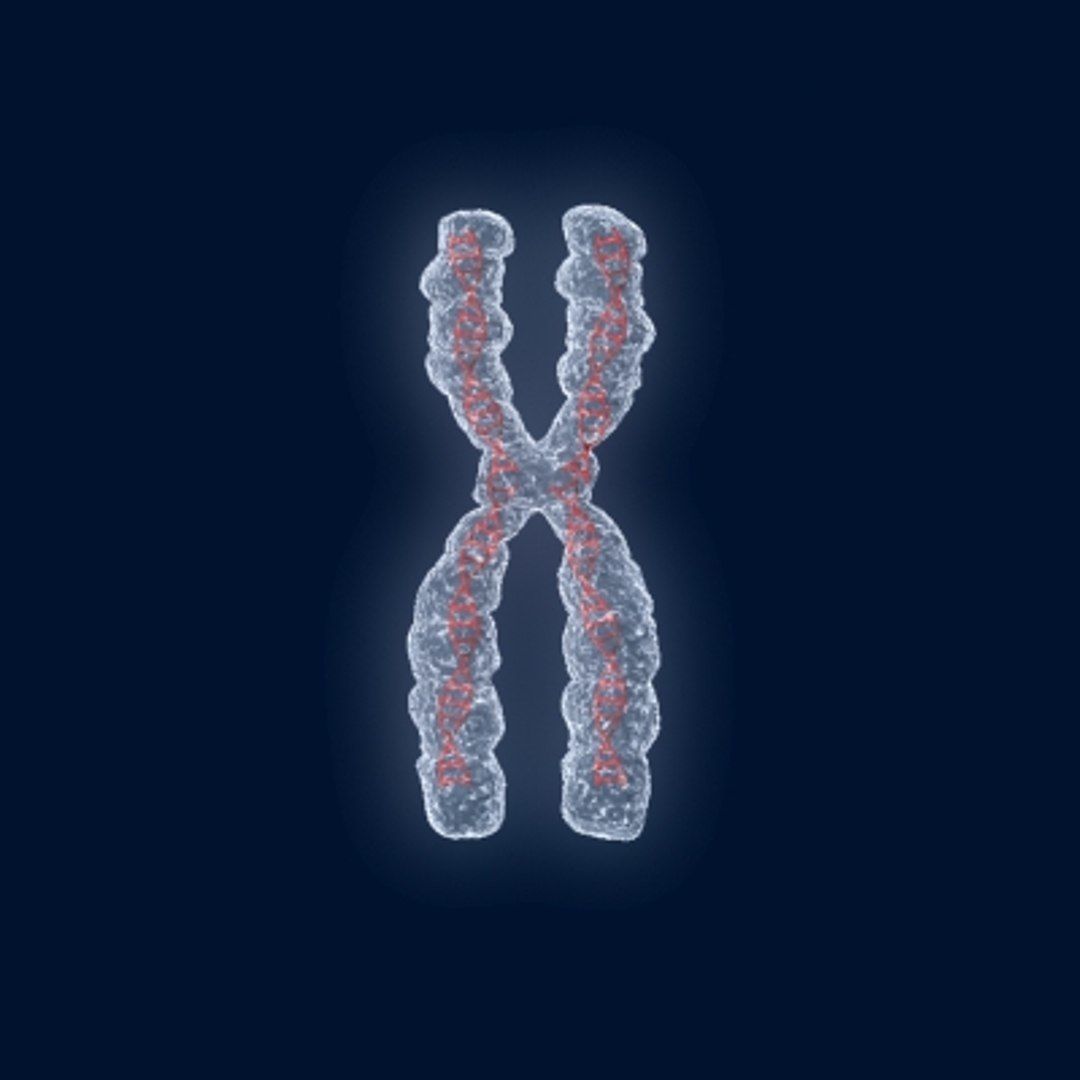 Chromosome 3D model 3D model_2