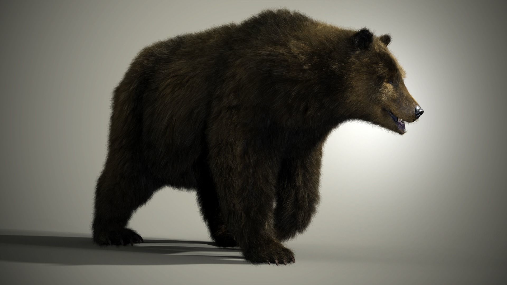 Marsican Bear 3D model_10
