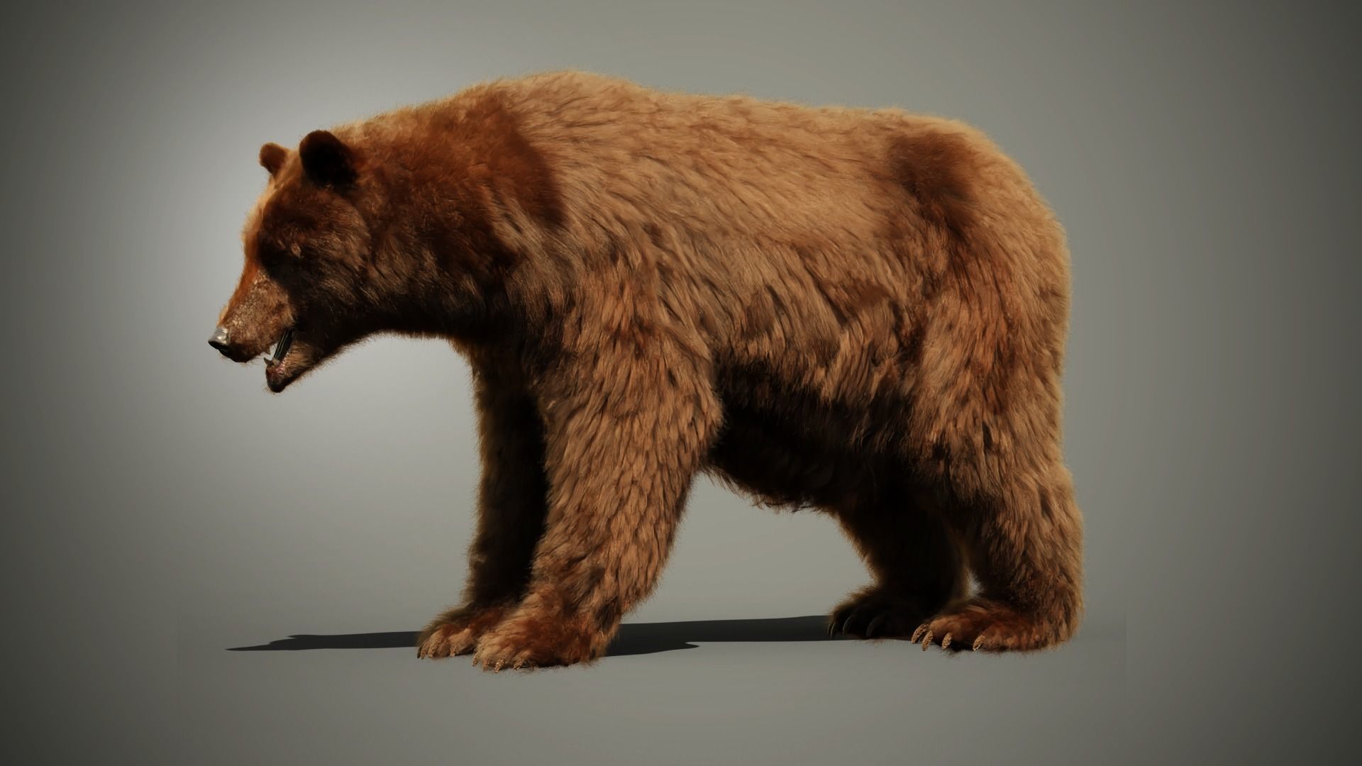 Marsican Bear 3D model_11