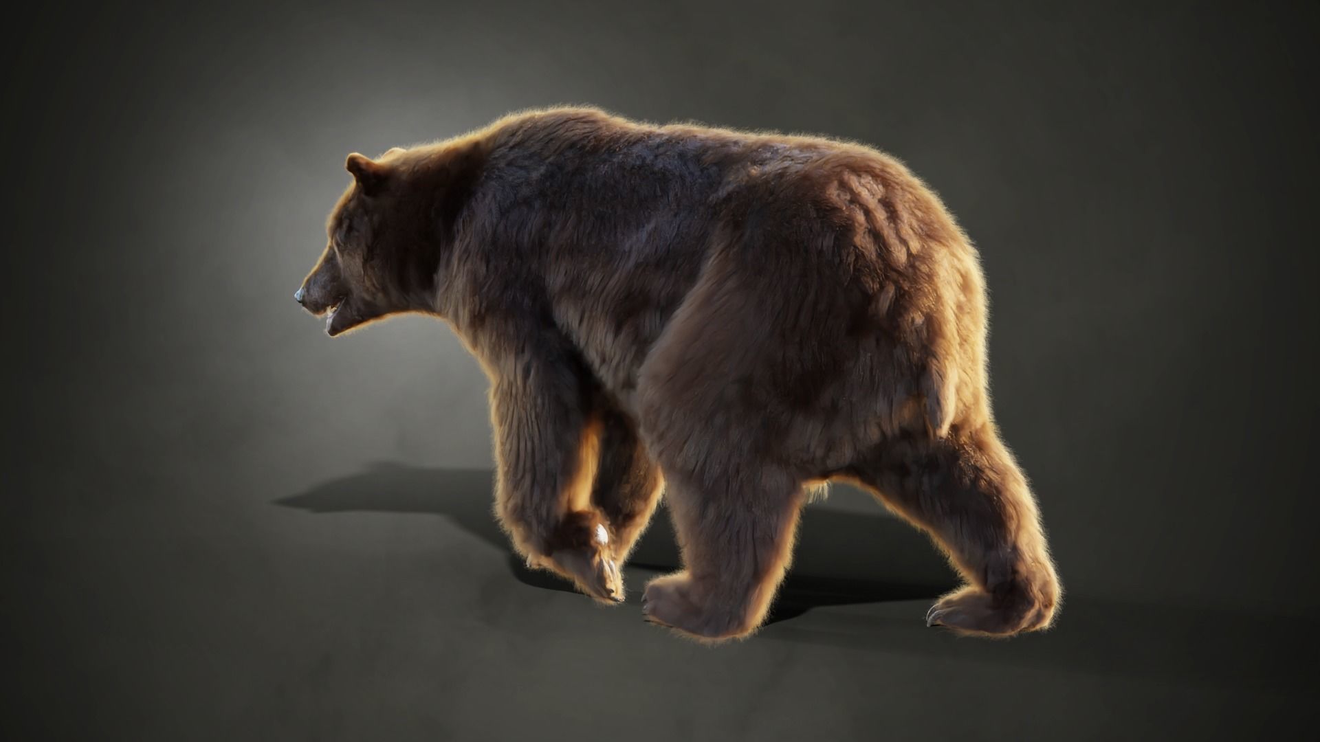 Marsican Bear 3D model_2