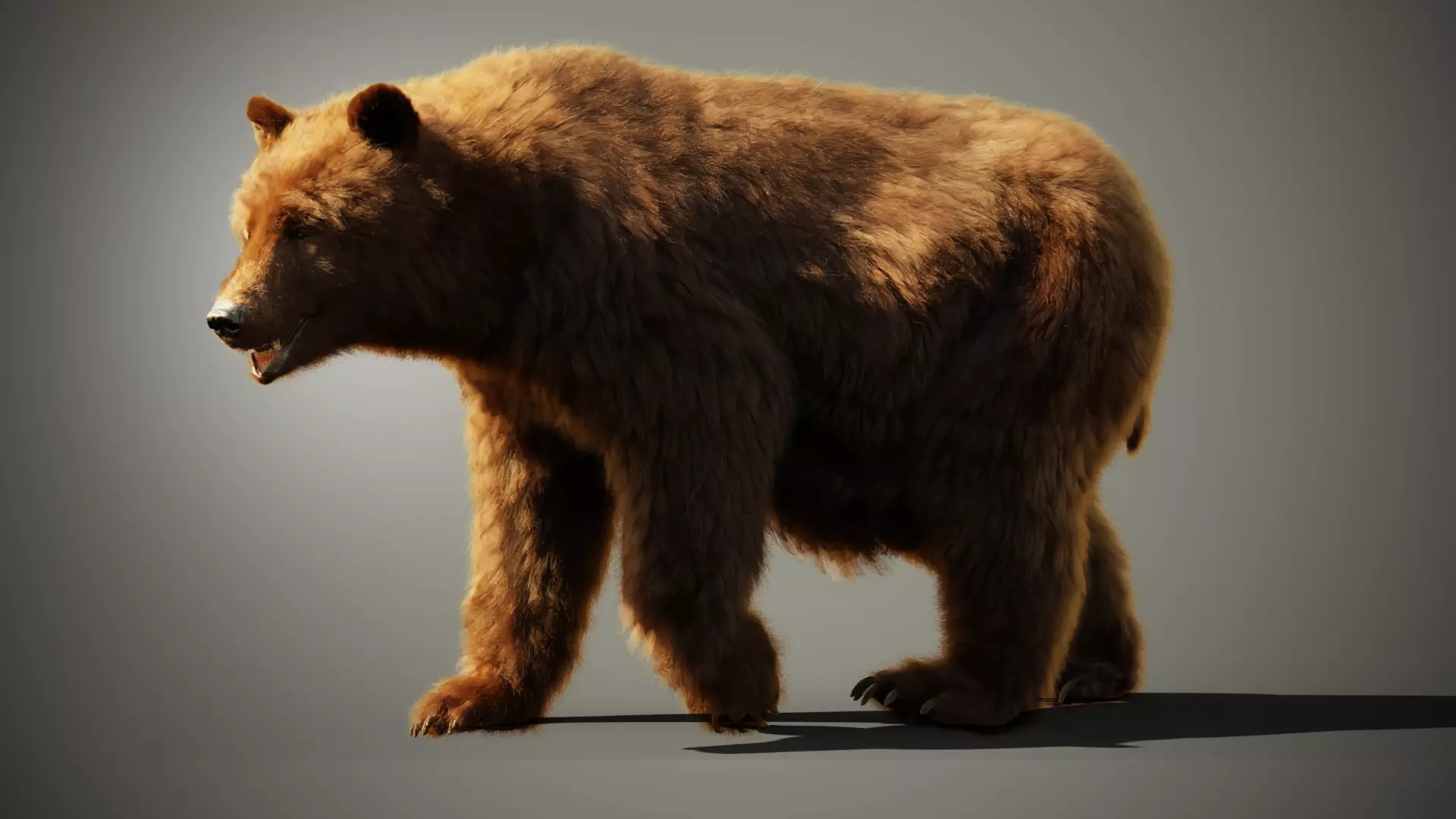 Marsican Bear 3D model_0