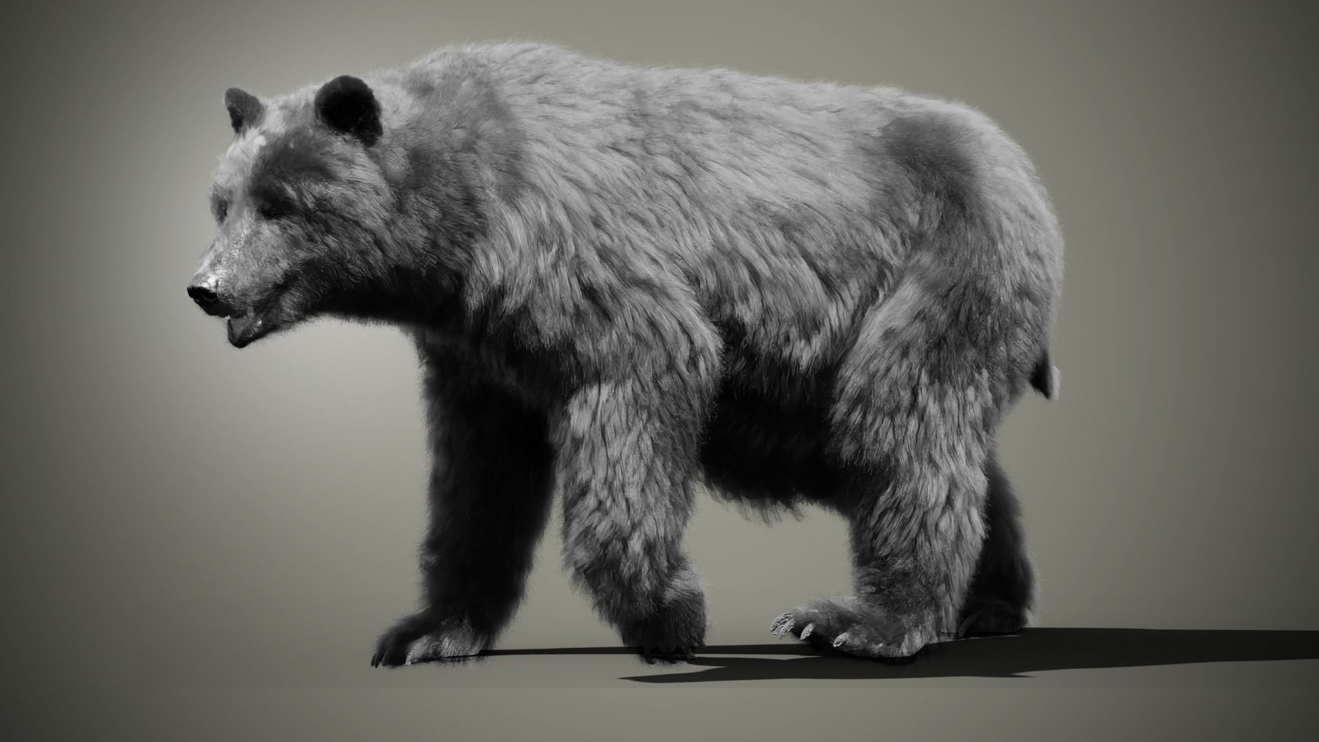 Marsican Bear 3D model_3