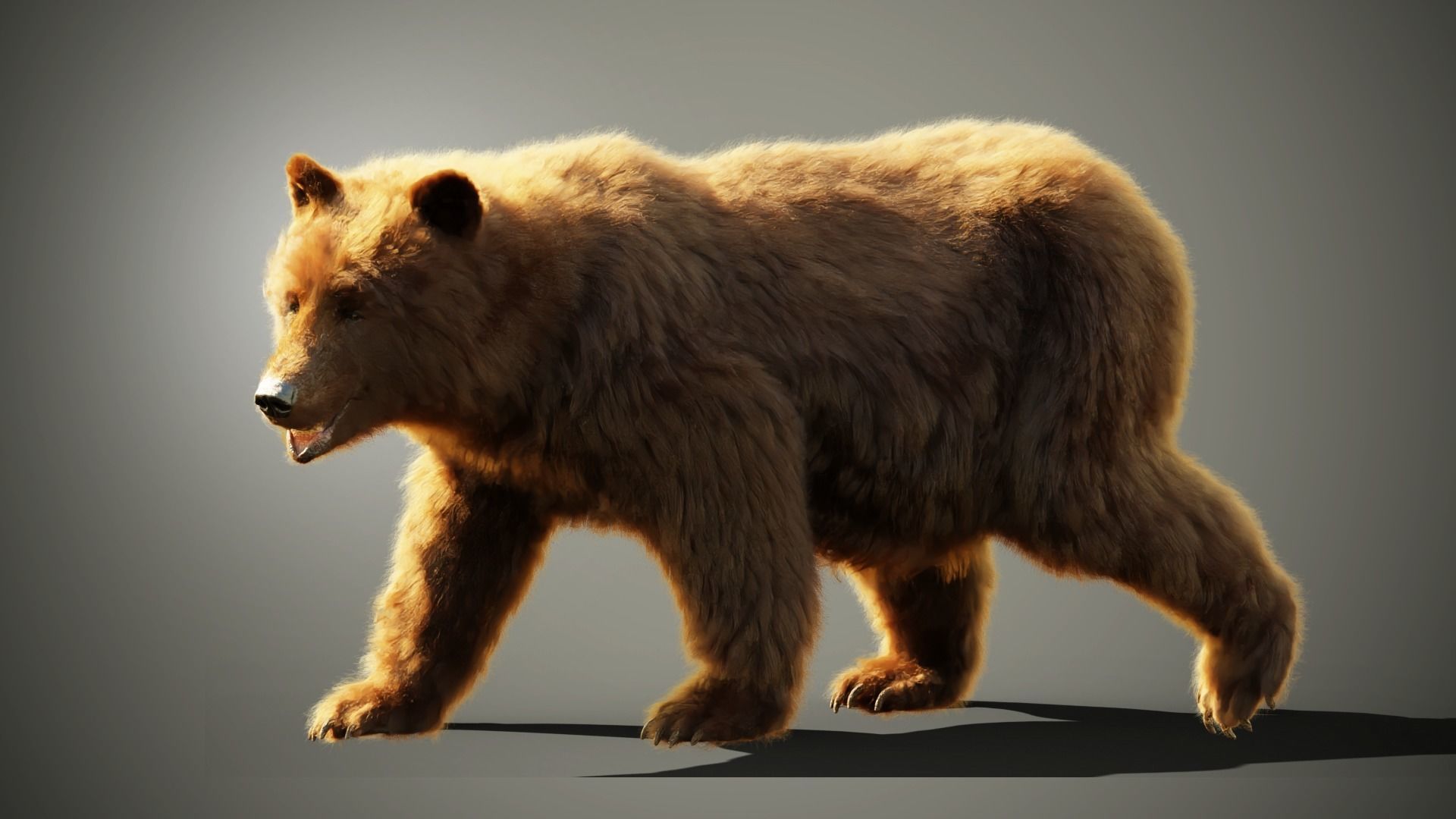 Marsican Bear 3D model_1