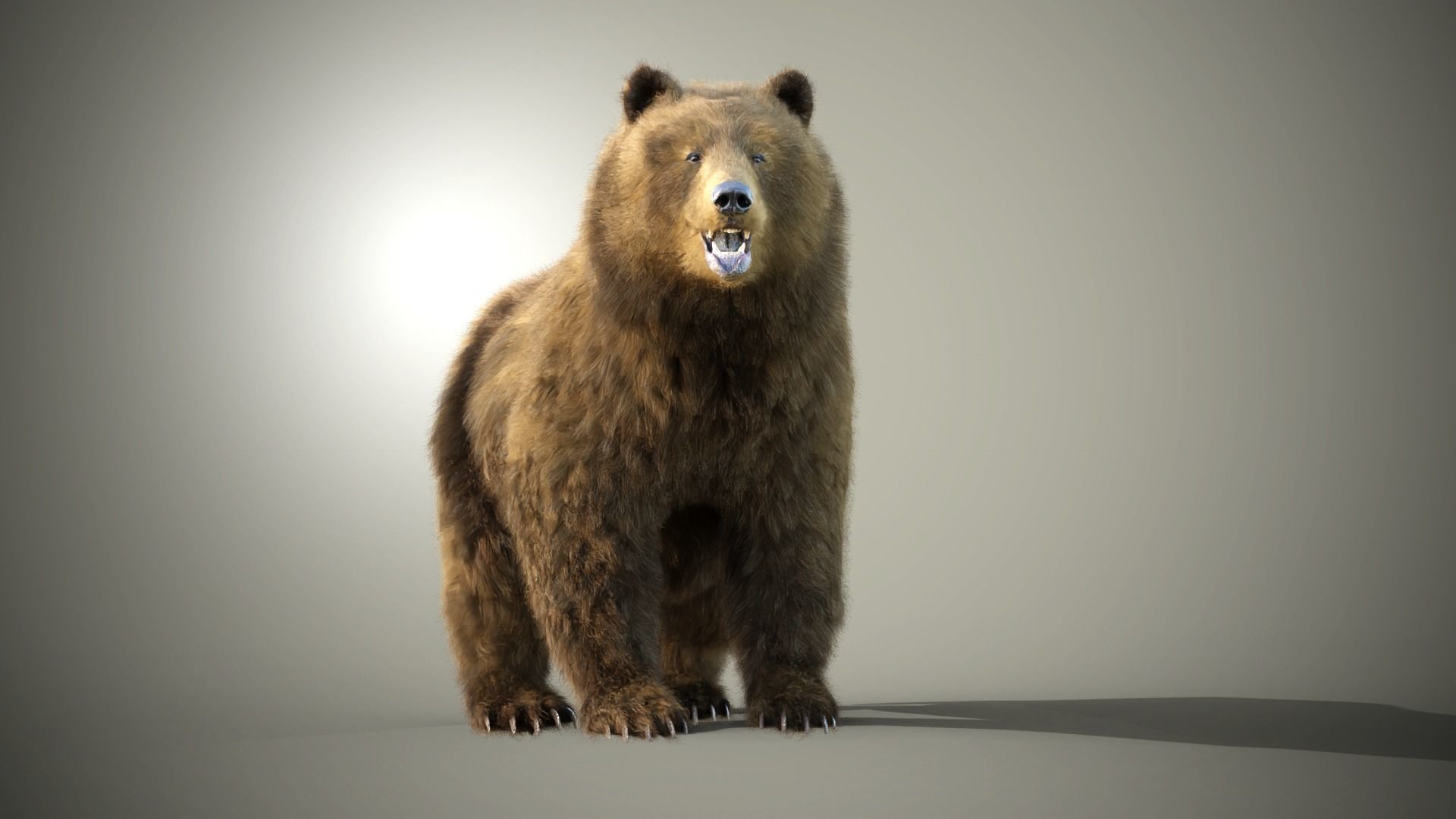 Marsican Bear 3D model_9