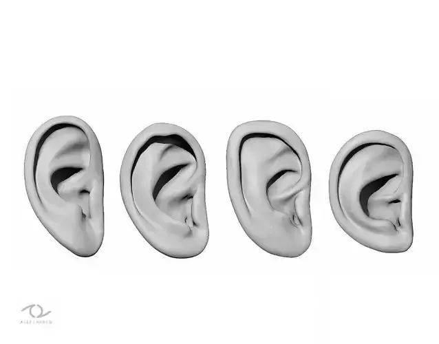 Ear Set 3D model