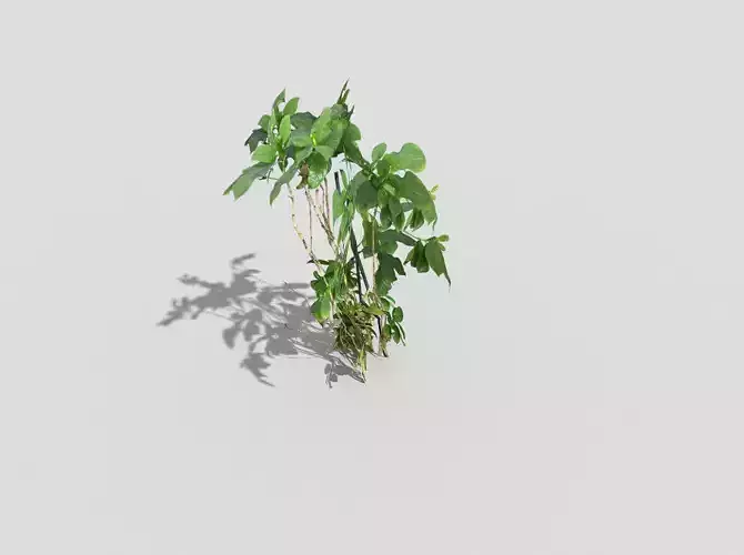 Low poly Plant