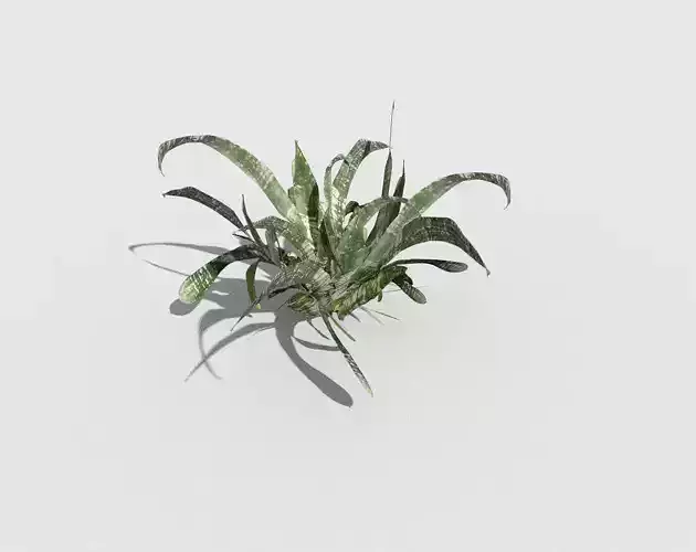 Low poly Plant aloe vera