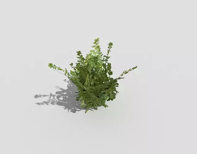 Low poly Plant fern