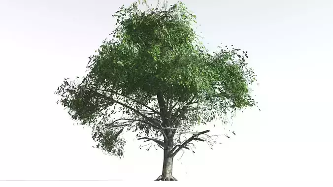 EVERYPlant Ribbonwood LowPoly 3 --18 Models-- Low-poly 3D model