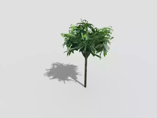 Low poly Plant tree