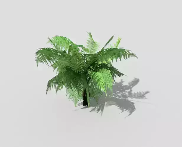 Low poly Plant fern