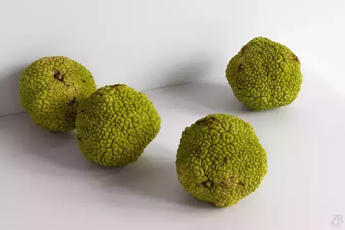 Osage Orange