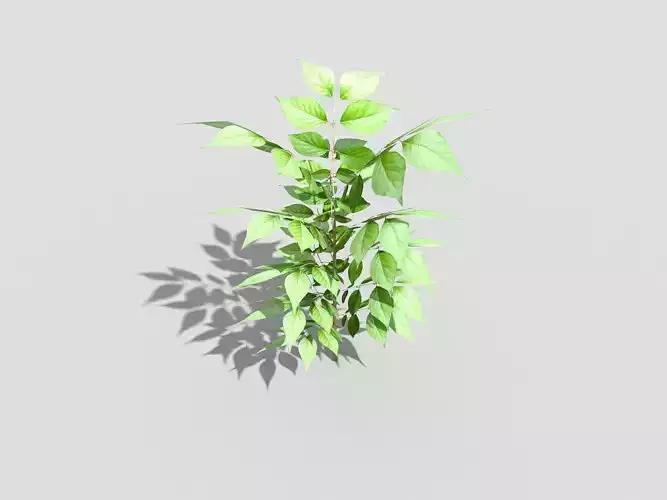 Low poly Plant