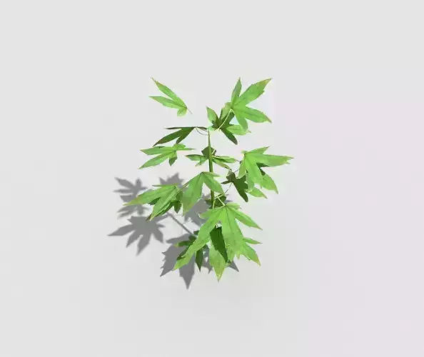 Low poly Plant