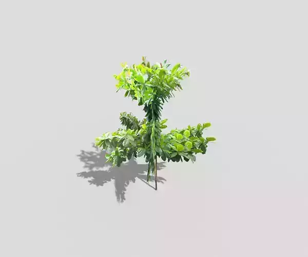 low poly tree lemon