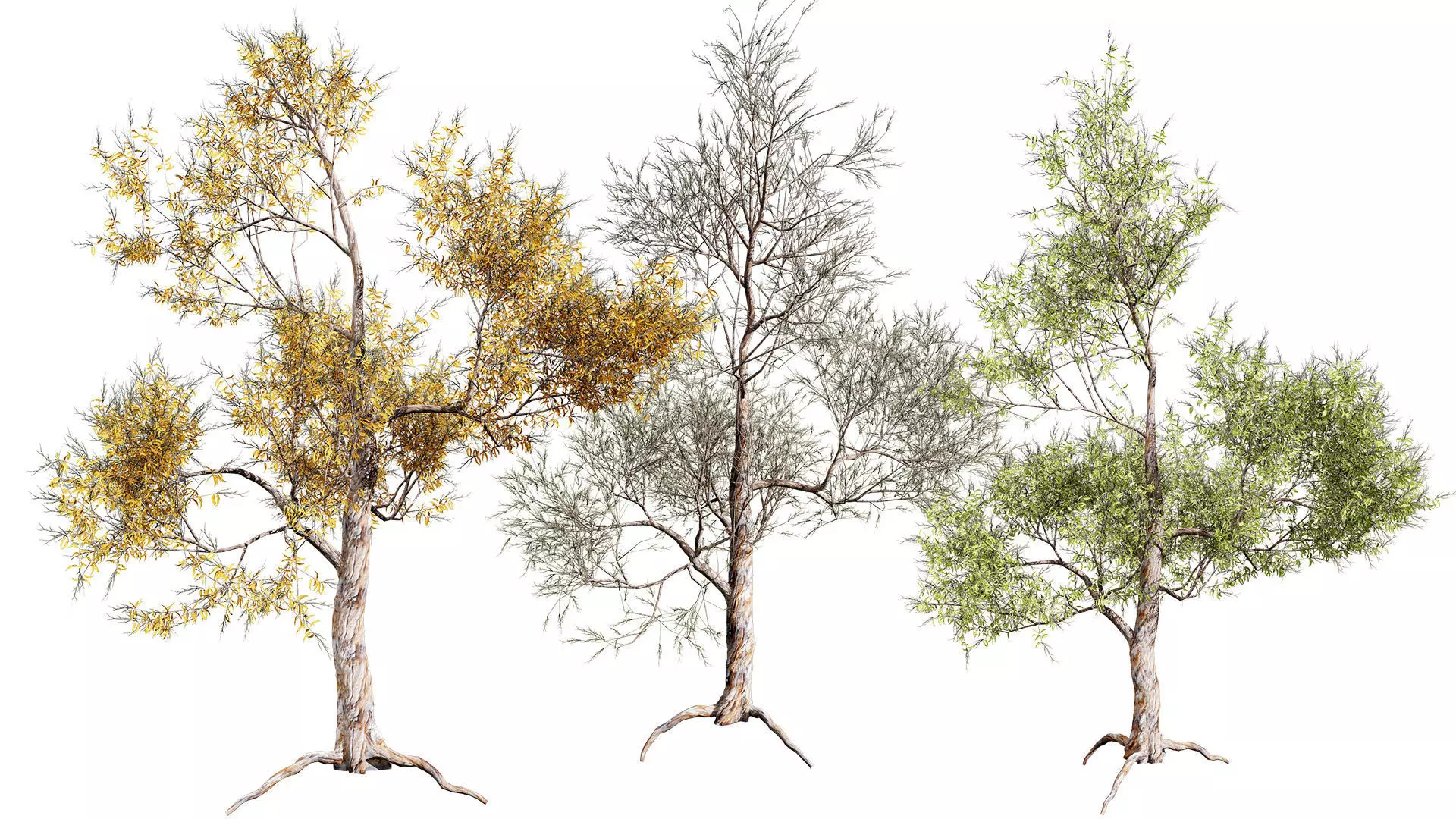 Highly Detailed Gum Tree 3D Models Free low-poly 3D model