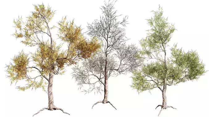 Highly Detailed Gum Tree 3D Models Free low-poly 3D model