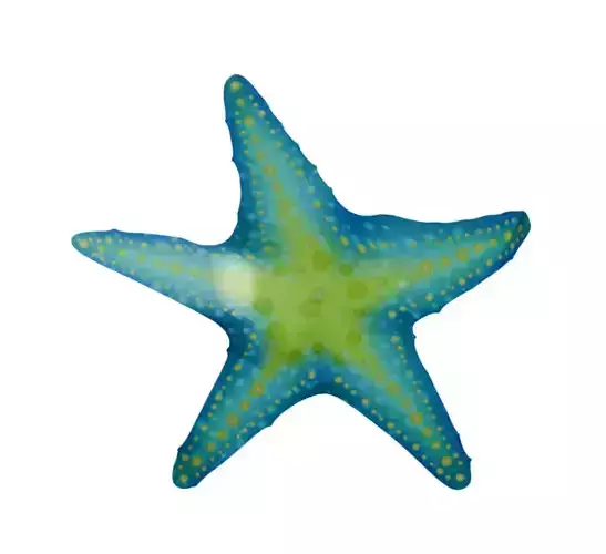 Rigged plane sea star fish 