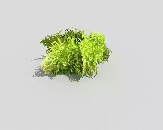 Low poly Plant grass