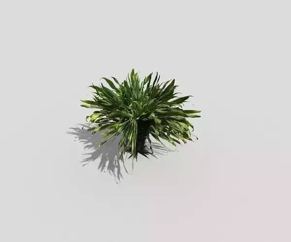 Low poly Plant palm tree