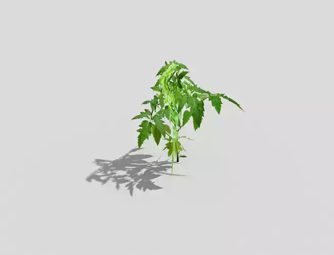 Low poly Plant cannabis