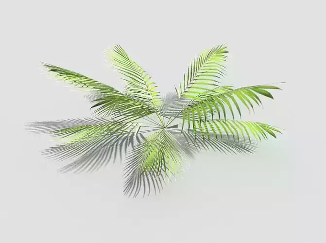 Low poly Plant palm leaves