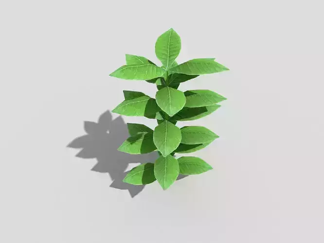 Low poly Plant leaf