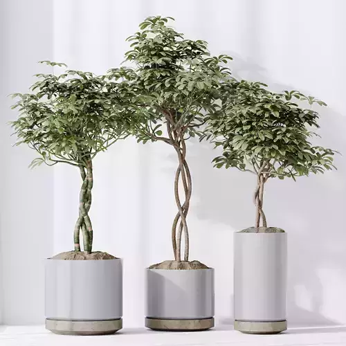 HQ HousePlants Schefflera Arboricola Umbrella Set01