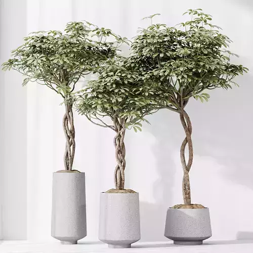 HQ HousePlants Schefflera Arboricola Umbrella Set02