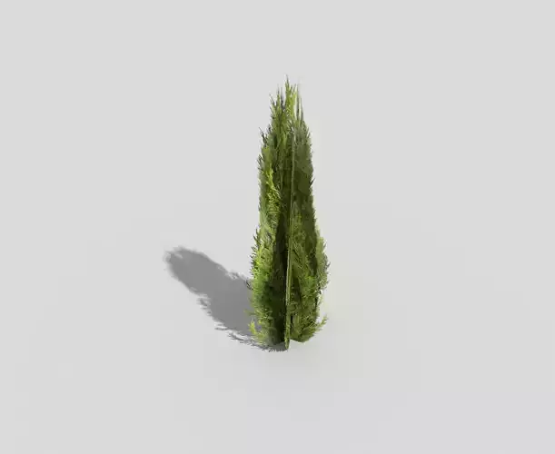 low poly shrub cypress tree