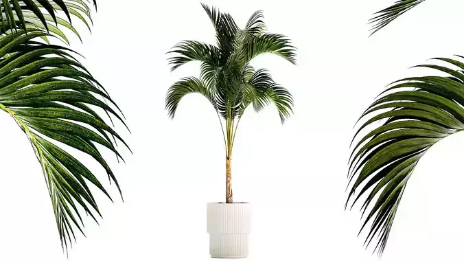 Small Lush Palm Tree In A White Modern Pot Howea 1441