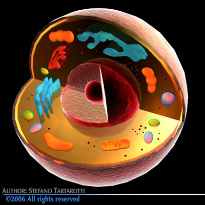 Cell cutaway C4D 3D model_3