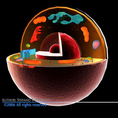 Cell cutaway C4D 3D model_2