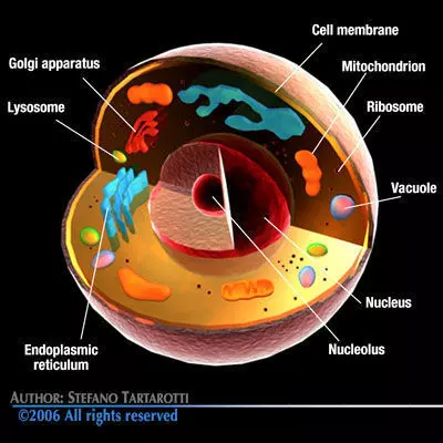 Cell cutaway C4D 3D model_0