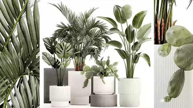 Plants white modern pot Monstera strelitzia cactus