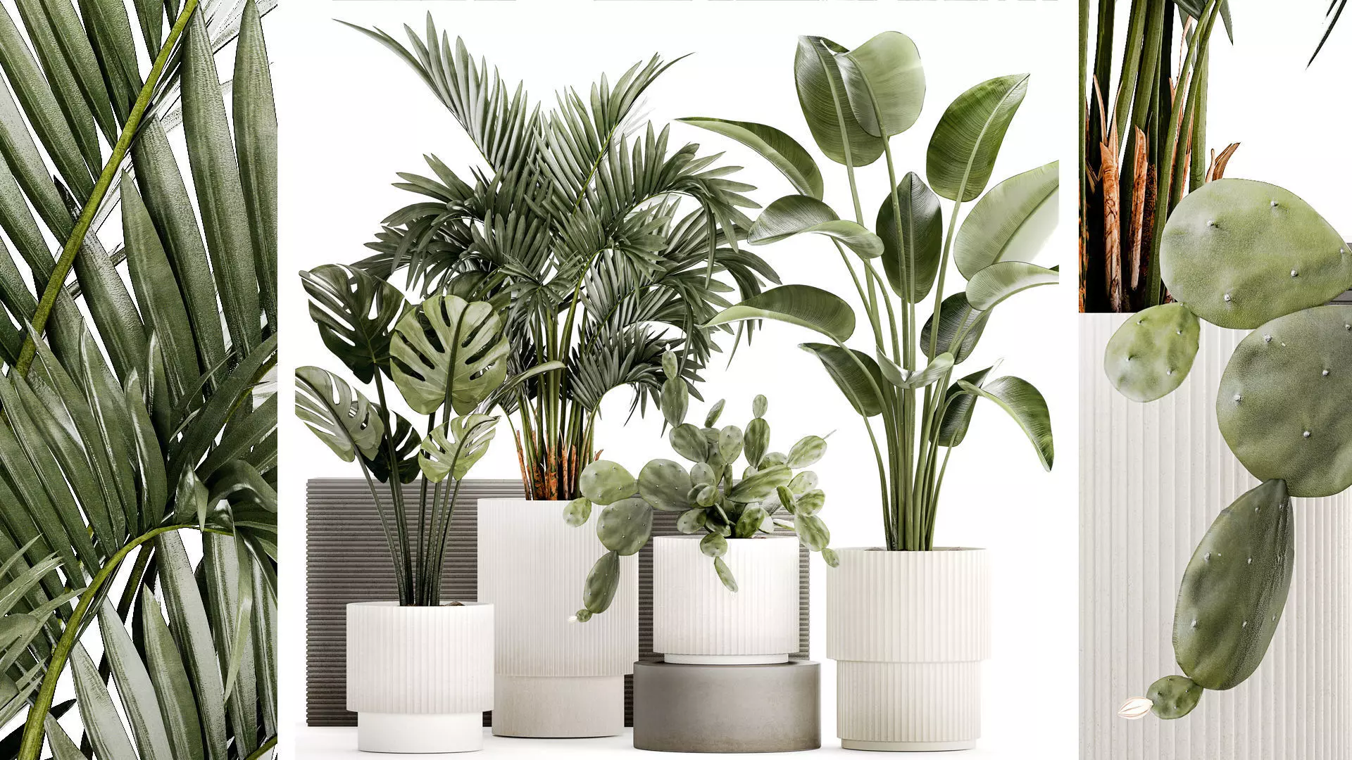 Plants white modern pot Monstera strelitzia cactus 3D model