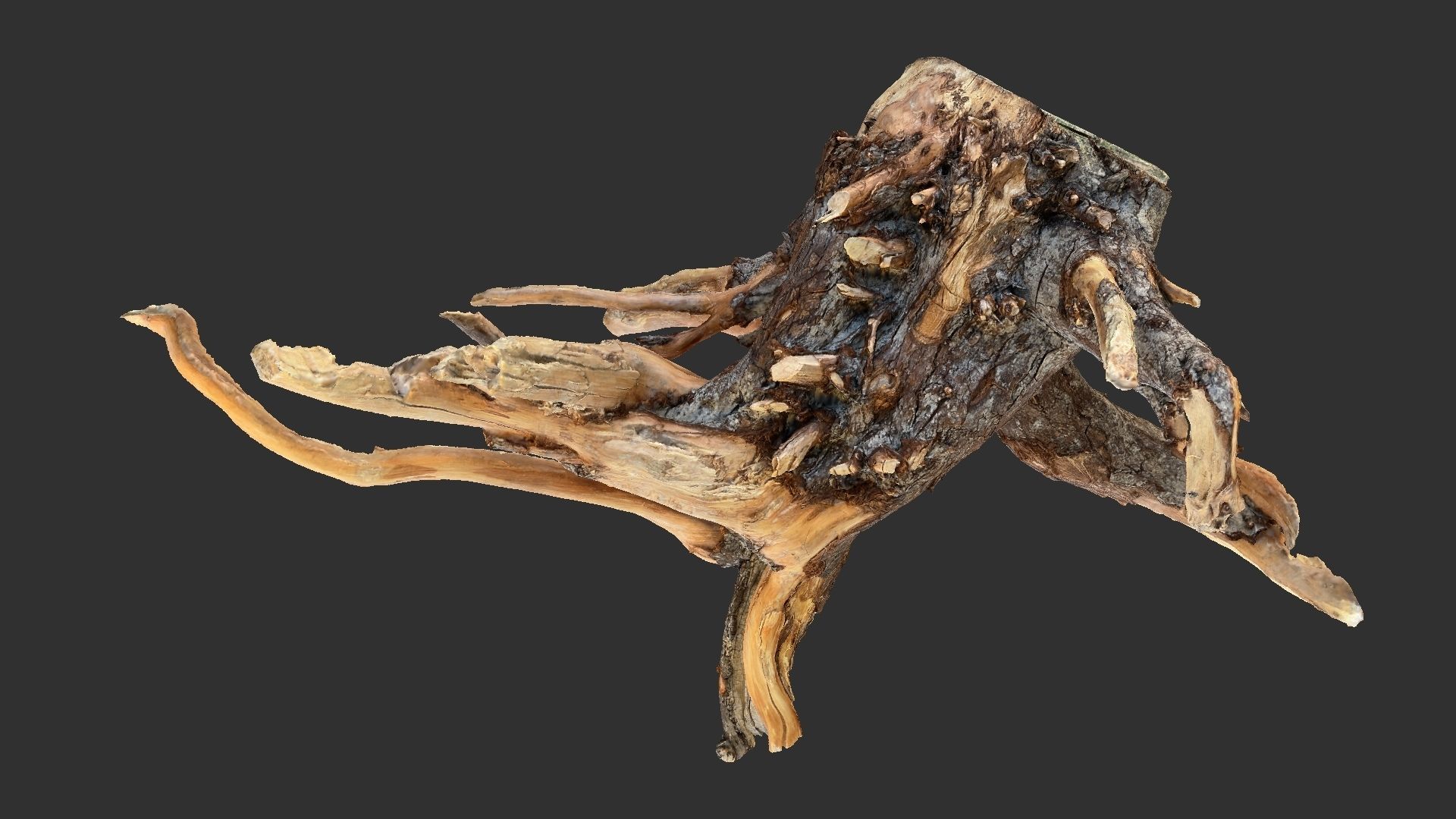 Tree Root 3D Scan 3D model_9